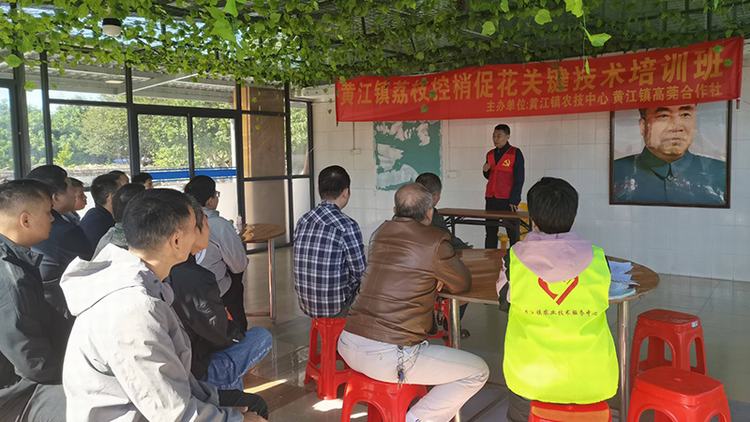 黄江：走进合作社基地开展荔枝促梢关键技术培训