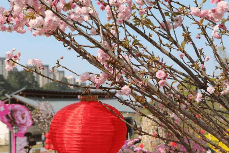 东莞市民“花式”过年，赏花观景乐逍遥