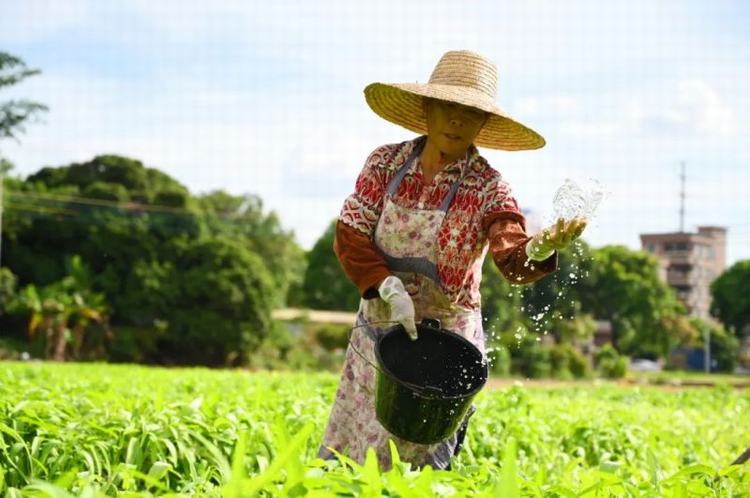 夏日丰收季！东莞农户田间忙碌收割忙