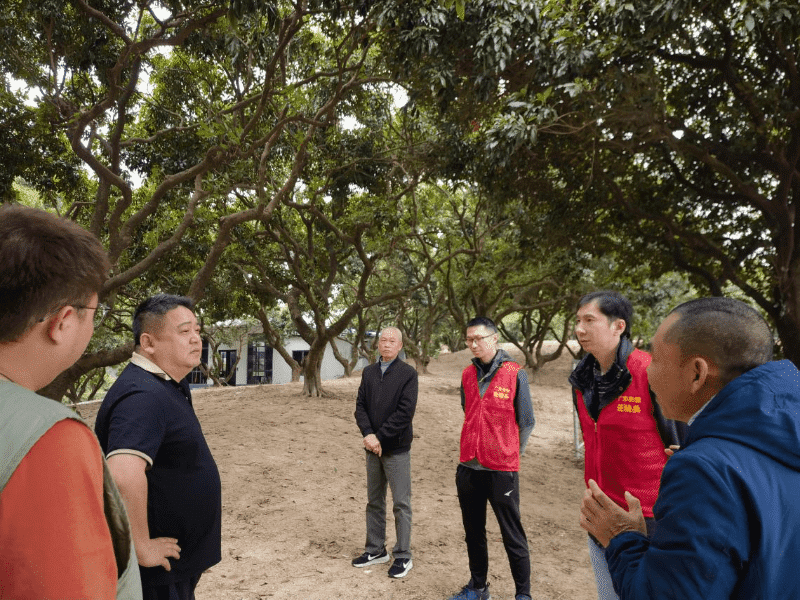 虎门“荔”量保卫战：多举措护航荔枝丰收