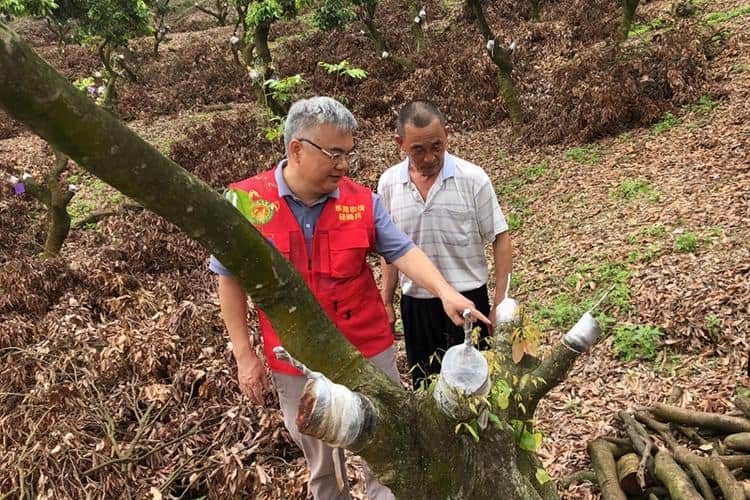 企石：荔枝嫁接换种后的精细技术管理举措