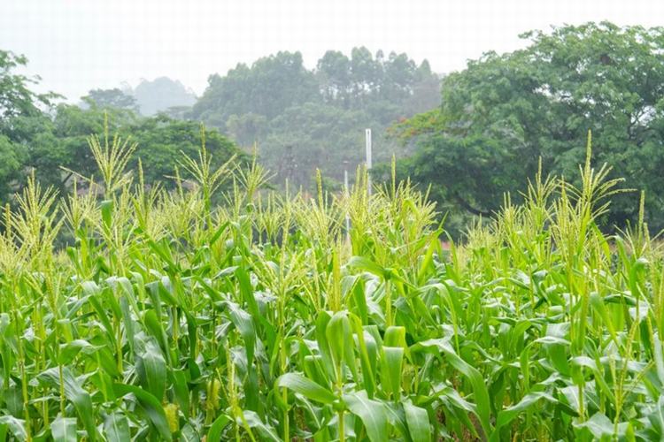 南城农业园“神操作”：稻秆秸秆秒变“宝藏”