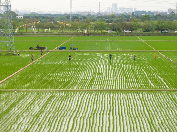 万物勃发，东城周屋稻田初披绿装