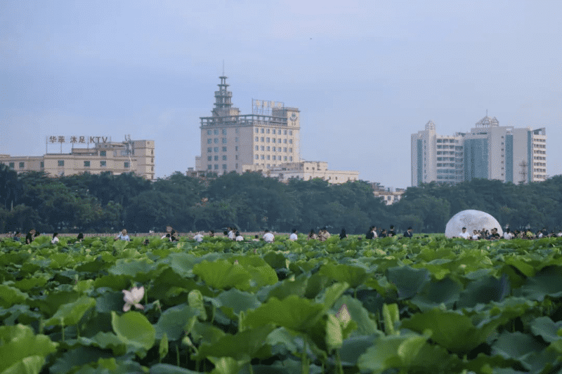 荷花节邂逅端午假期，桥头莲湖人气“爆表”