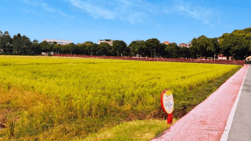 道滘大地喜获丰收！成熟之景难掩喜悦