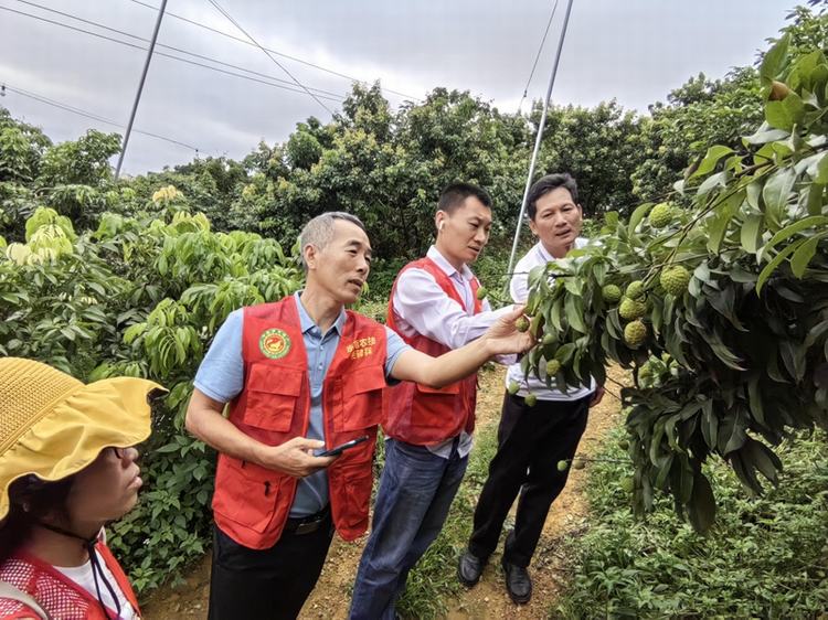 农科人员提醒：防范“龙舟水”，加强荔枝果期管理