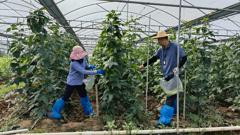 洪梅启动豇豆执法抽检专项行动