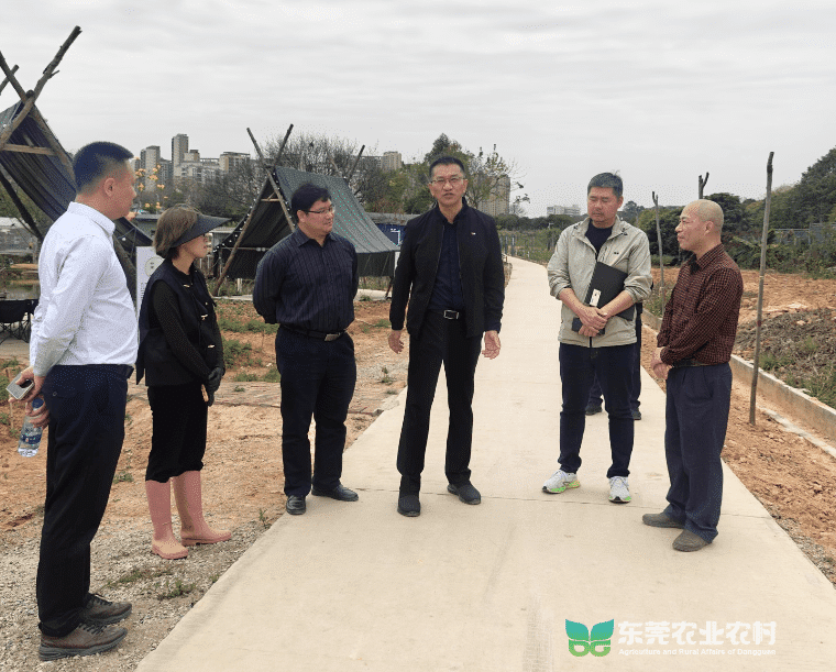 南城开展粮食种植实地调研工作