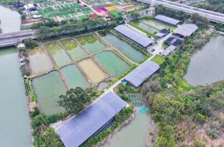 万江白水涡：从农田蝶变工业区的前世今生