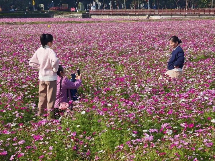 赏花遛娃正当时！东莞各镇街繁花盛景等你来