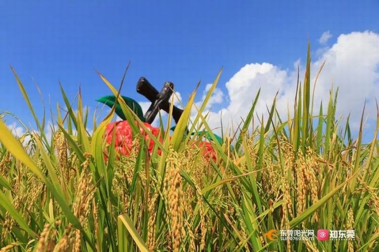 东莞早稻开镰，抢收正当时！