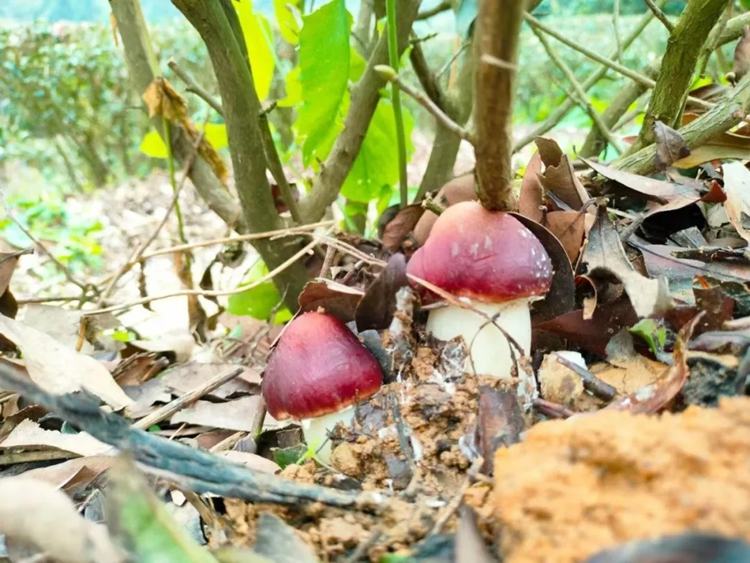 厚街夫妻高山种出彩云菇，煲汤一绝！