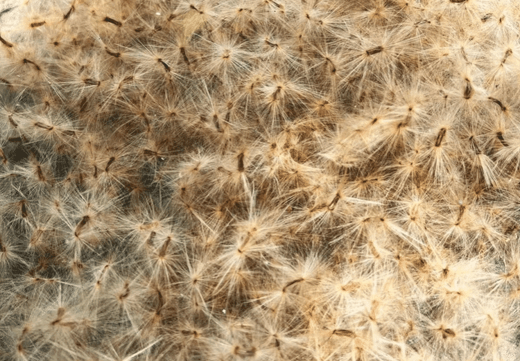 惊！东莞“上头”街花飞絮季来袭，“毛毛虫”漫天舞！