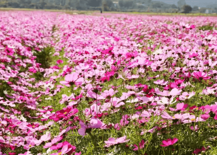 奔赴企石上洞“翡翠花海”，邂逅限定“粉色浪漫”