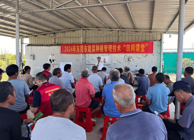 省市专家添动力，菜农增收有盼头