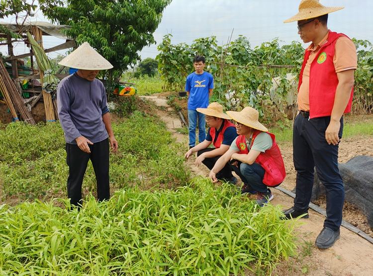 “轻骑兵”上门送技，精准防治通菜黄瓜病虫害