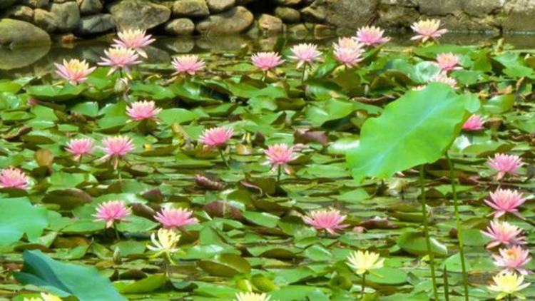 如画美景！清溪铁场村“花中睡美人”惊艳绽放