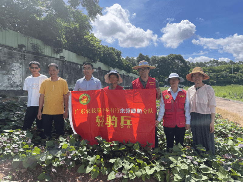 市镇“轻骑兵”合力为厚街标准农田建设项目出谋划策