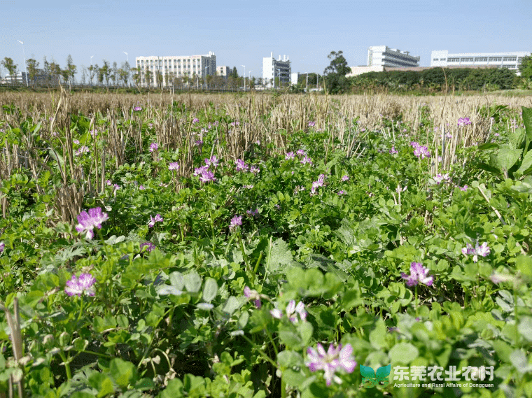 东莞推行“绿肥+”模式 助力耕地质量升级