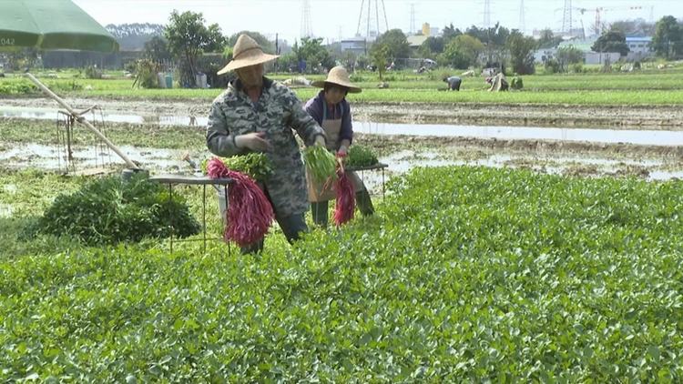 沙田春日好时光，田间地头春耕忙