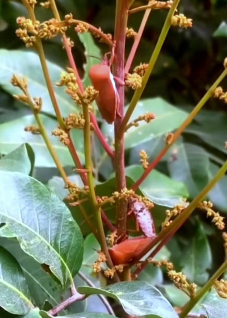 400元1斤！“臭屁虫”堪比冰荔，东莞人直呼是“童年的味道”