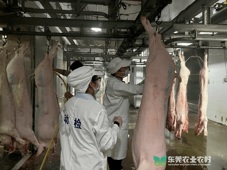 万江发力：筑牢生猪屠宰环节肉品质量安全监管防线