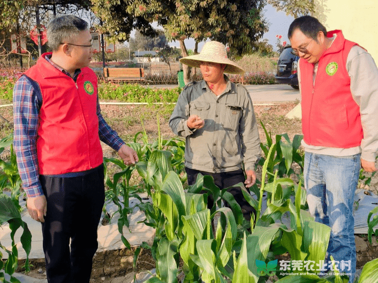 市农科中心农技“轻骑兵”助力桥头农企玉米春播