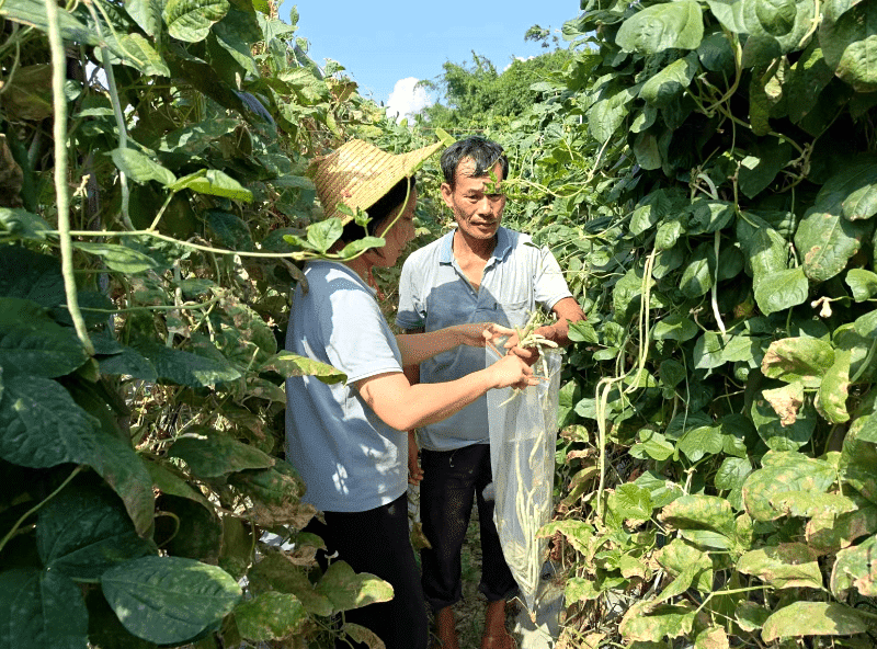 道滘助力开展省级豇豆质量安全专项监督抽查工作
