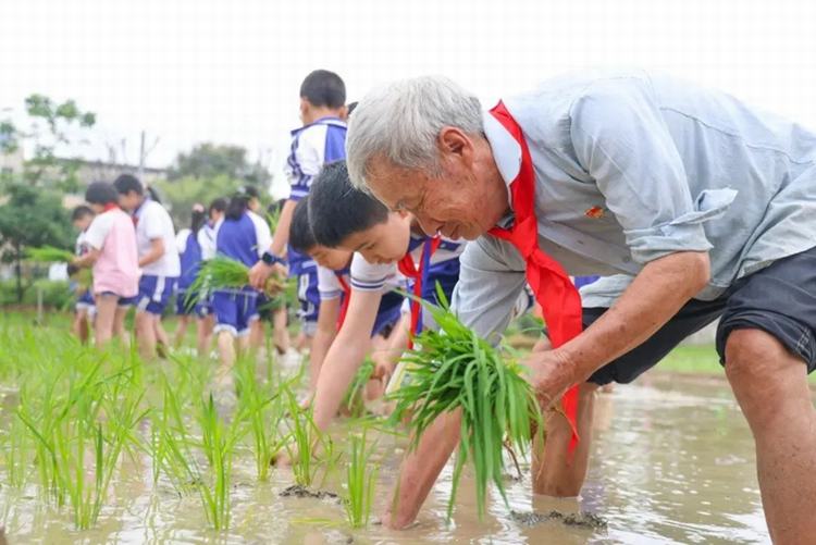 稻田中的“艺术画师”