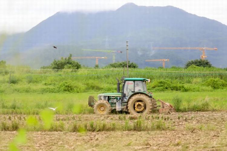 谢岗：抢抓农时种早稻，喜获丰收满粮仓