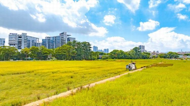 盛夏果实飘香！南城将军洲都市田园喜获丰收