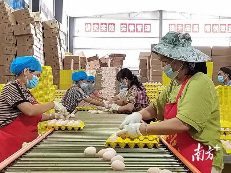 粤黔协作年产10亿枚蛋品，做大产业“蛋糕”助农就业增收