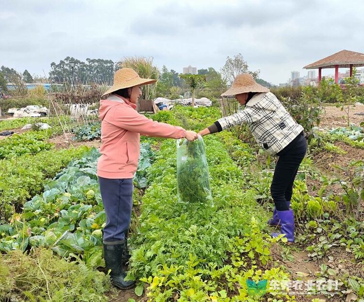道滘扎实推进蔬菜抽样送检工作