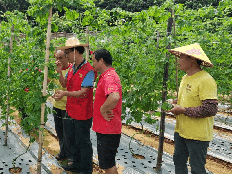 瓜菜染病不用愁，轻骑兵上门“精准诊断”