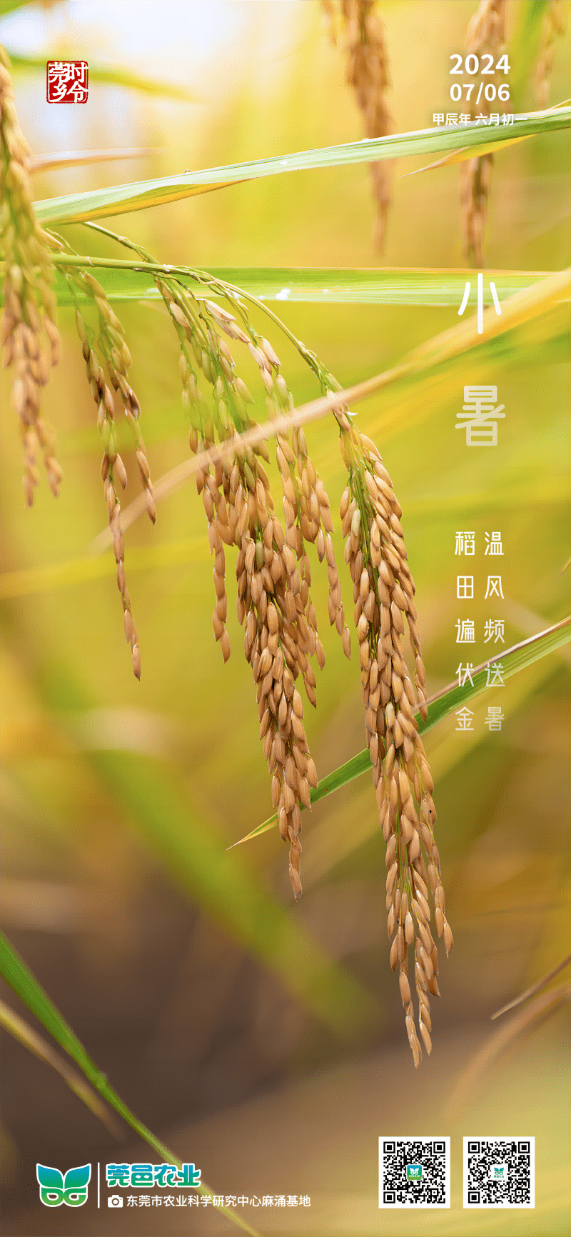 小暑至：温风携暑，稻田铺金