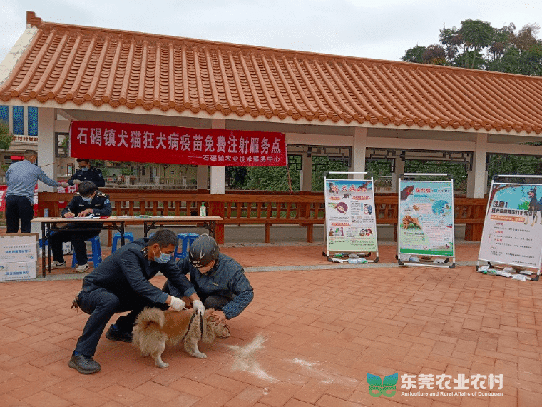 石碣开启2024年春季动物防疫大幕