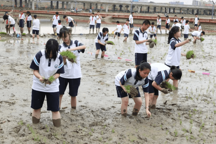 挽起裤管下田插秧，横沥“小小农民”畅享田间农趣