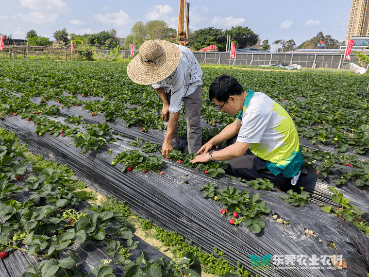 万江启动草莓专项检查 筑牢“舌尖安全”防线