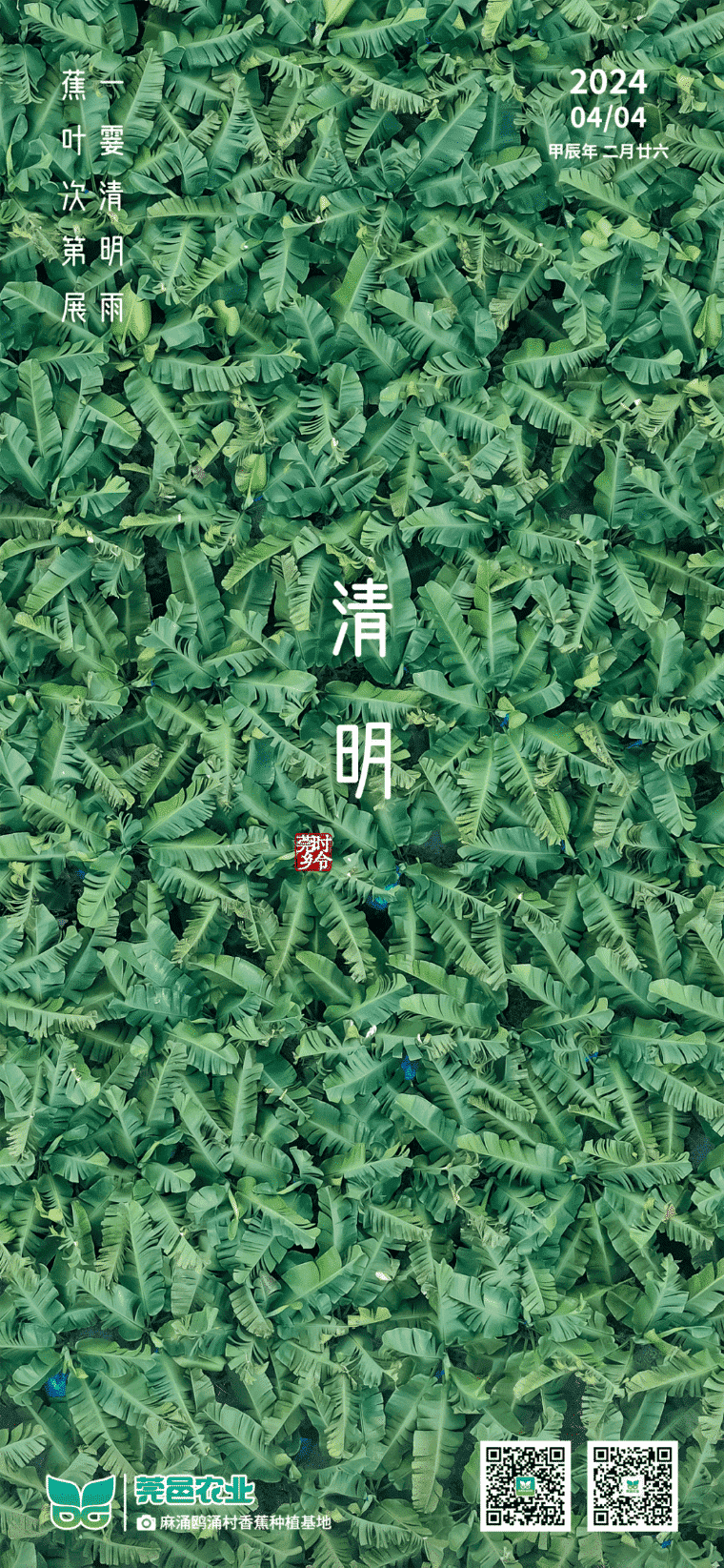 清明雨至，蕉叶渐展