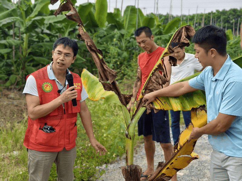 推行香蕉标准化绿色生产，助力东莞香蕉产业提效增收