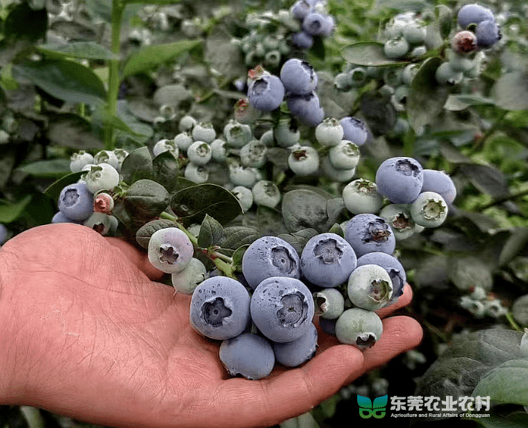 本地蓝莓迎来高产丰产期