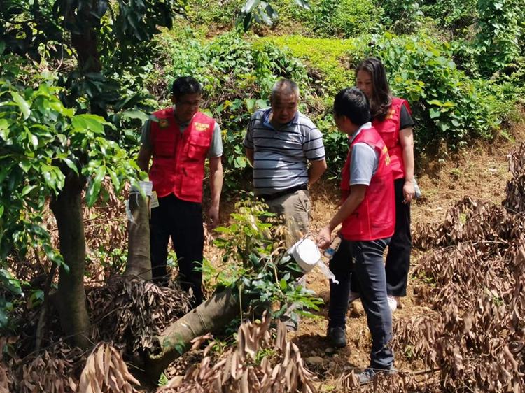 黄江“轻骑兵”行动，悉心呵护嫁接荔枝生长