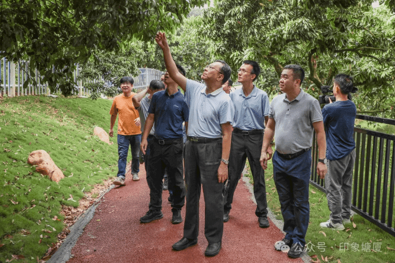 塘厦民生实事项目多点开花：从道路建设到绿美果园