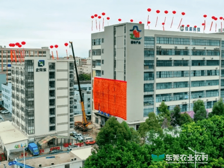 石排镇农村集体经济争先进位成果显著