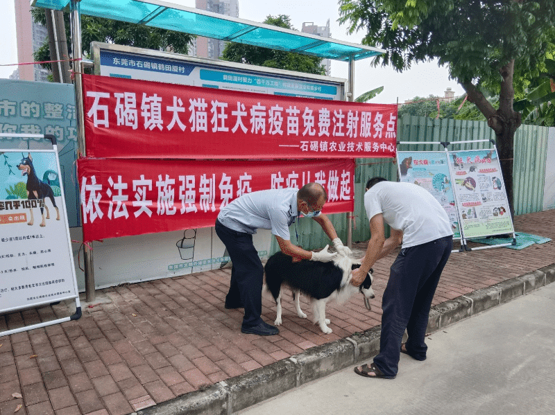 免费福利！石碣开启秋季动物防疫工作