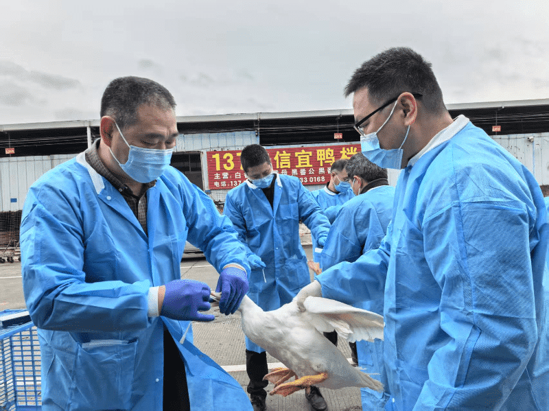 中国农科院哈尔滨兽医所赴我市开展高致病性禽流感监测采样工作