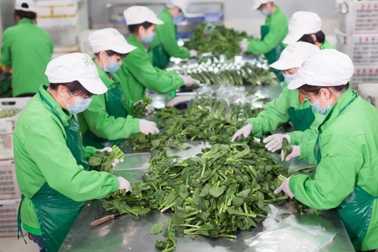 火力全开！东莞63家农业龙头企业满工满产抓生产