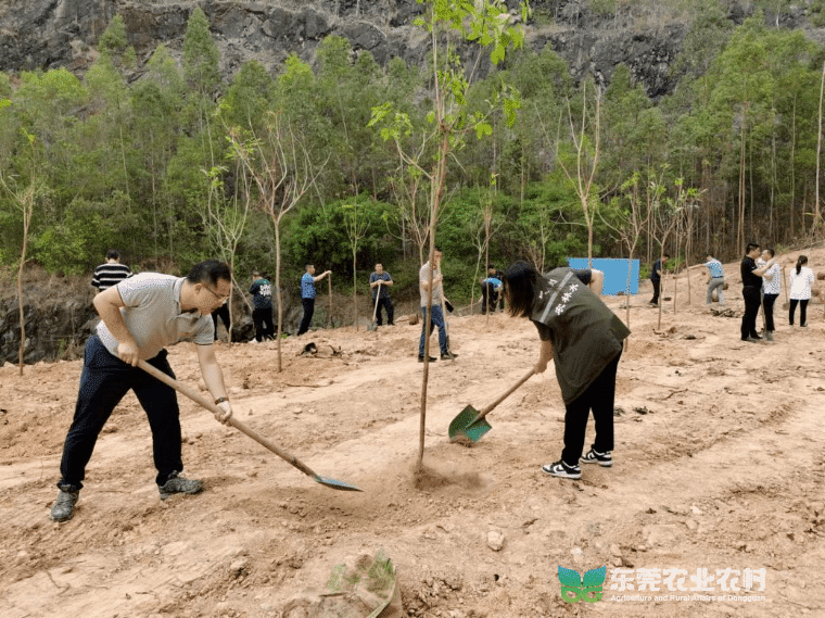 凤岗开启“绿美共建”植树行动