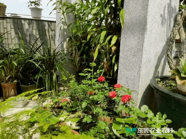 携手“百千万工程”，共建“美丽庭院”，绘就绿美莞城新画卷