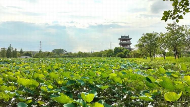 解锁东莞亲民赏荷图，为夏日增添清凉意